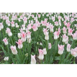 Tulipa Bayan Elegance - Tulip Bayan Elegance - 5 ampul - Tulipa Miss Elegance