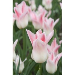 Tulipa Bayan Elegance - Tulip Bayan Elegance - 5 ampul - Tulipa Miss Elegance