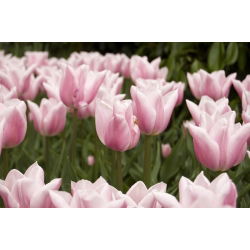 Tulipa Bayan Elegance - Tulip Bayan Elegance - 5 ampul - Tulipa Miss Elegance