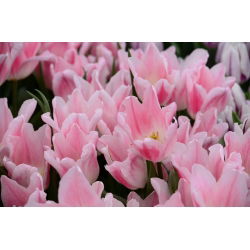Tulipa Bayan Elegance - Tulip Bayan Elegance - 5 ampul - Tulipa Miss Elegance