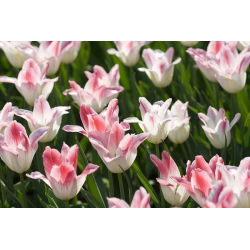 Tulipa Bayan Elegance - Tulip Bayan Elegance - 5 ampul - Tulipa Miss Elegance