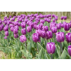 Tulipa Bold - Tulip Bold - 5 soğan - Tulipa Negrita