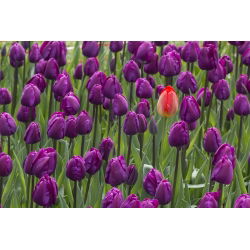 Tulipa Bold - Tulip Bold - 5 soğan - Tulipa Negrita