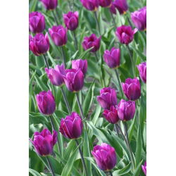 Tulipa Bold - Tulip Bold - 5 soğan - Tulipa Negrita