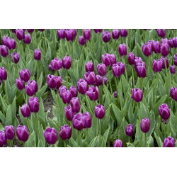 Tulipa Bold - Tulip Bold - 5 soğan - Tulipa Negrita