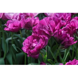 Tulpės Negrita Double - pakuotėje yra 5 vnt - Tulipa Negrita Double
