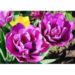 Tulpės Negrita Double - pakuotėje yra 5 vnt - Tulipa Negrita Double