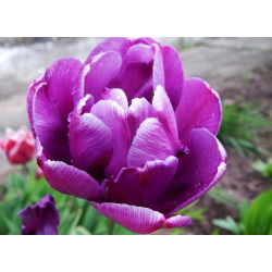 Tulpės Negrita Double - pakuotėje yra 5 vnt - Tulipa Negrita Double