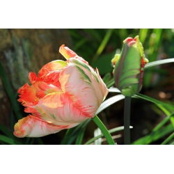 الملك توليب الببغاء - الملك توليب الببغاء - 5 البصلة - Tulipa Parrot King