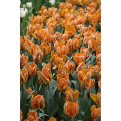 الملك توليب الببغاء - الملك توليب الببغاء - 5 البصلة - Tulipa Parrot King