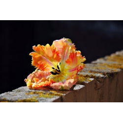 الملك توليب الببغاء - الملك توليب الببغاء - 5 البصلة - Tulipa Parrot King