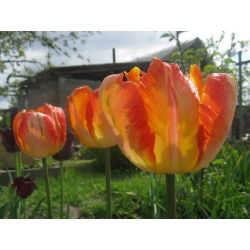 الملك توليب الببغاء - الملك توليب الببغاء - 5 البصلة - Tulipa Parrot King