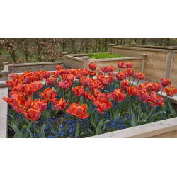 الأميرة توليب أيرين الببغاء - توليب الأميرة أيرين الببغاء - 5 البصلة - Tulipa Prinses Irene Parrot
