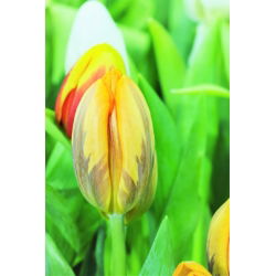 Tulipan Ravana - pakke med 5 stk - Tulipa Ravana