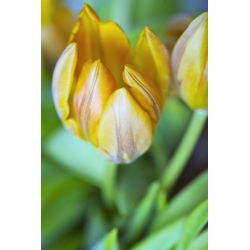 Tulipan Ravana - pakke med 5 stk - Tulipa Ravana