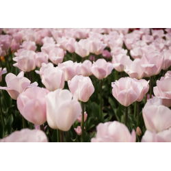 Tulipa Rejoyce - Tulip Rejoyce - 5 củ