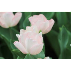 Tulipa Rejoyce - Tulip Rejoyce - 5 củ