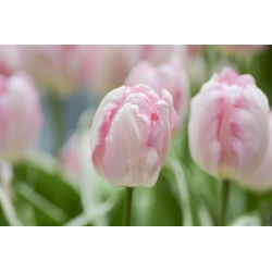 Tulipa Rejoyce - Tulip Rejoyce - 5 củ