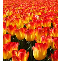 Tulpės Suncatcher - pakuotėje yra 5 vnt - Tulipa Suncatcher