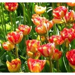 توليبدا Sundowner - توليب Sundowner - 5 البصلة - Tulipa Sundowner