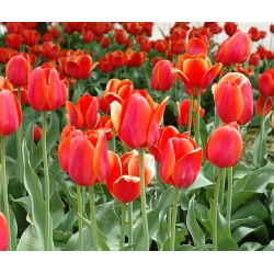 Tulipa Temple Of Beauty - Tulip Temple Krásy - 5 kvetinové cibule