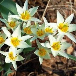 Turkestanica lale - Lale Turkestanica - 5 soğan - Tulipa Turkestanica