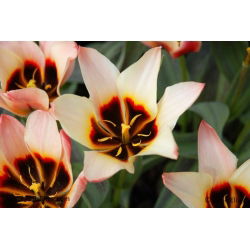 Tulipa Turkish Delight - Tulip Turkish Delight - 5 lampu