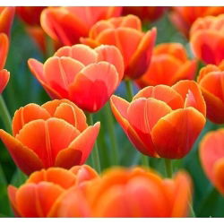 Tulipa Verandi - Tulip Verand - 5 lampu