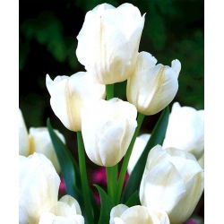 Tulpės White Bouquet - pakuotėje yra 5 vnt - Tulipa White Bouquet