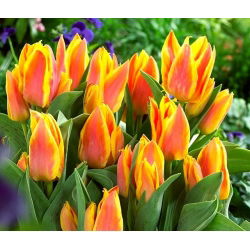 Tulipa Winnipeg - Tulip Winnipeg - 5 lampu