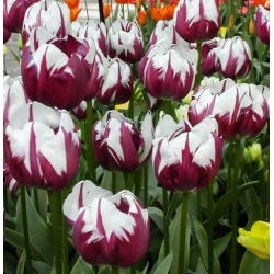 Tulipa Zurel - Tulip Zurel - 5 لمبات