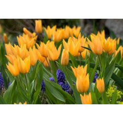 Tulip pemberian Inca - Tulip pemberian Shogun - 5 lampu - Tulipa Praestans Shogun