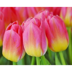 Tulipa Tom Thumb - Lale Tom Thumb - 5 ampul - Tulipa Tom Pouce