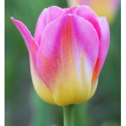 Tulipa Tom Thumb - Lale Tom Thumb - 5 ampul - Tulipa Tom Pouce