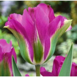 Tulipa Violet Bird - Tulip Violet Bird - 5 bulbi