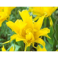 Tulipa Yellow Spider - Lale Sarı Örümcek - 5 ampul