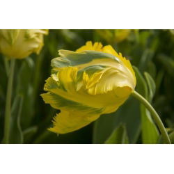 Tulipano Golden Glasnost - pacchetto di 5 pezzi - Tulipa Golden Glasnost