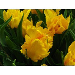 Tulipano Golden Glasnost - pacchetto di 5 pezzi - Tulipa Golden Glasnost