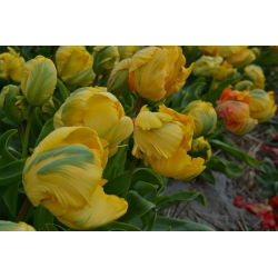 Tulipano Golden Glasnost - pacchetto di 5 pezzi - Tulipa Golden Glasnost