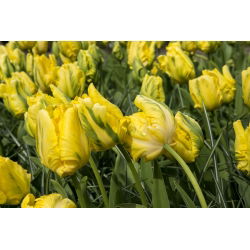 Tulipano Golden Glasnost - pacchetto di 5 pezzi - Tulipa Golden Glasnost