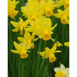 Narcissus Jonquilla Sweetness - 5 луковици