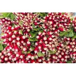 Radish - De dix-huit jours - Pelleted Seeds - Spicy Kick, Rapid Growth