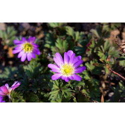 Anemone blanda - Charmer - paquete de 8 piezas