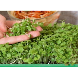 Microgreens - Basilikum -   - 1950 frø - Ocimum basilicum