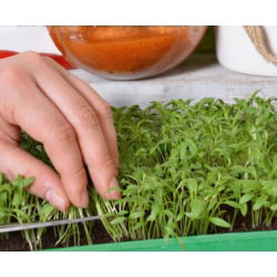 Koriander - Microgreens - 400 frø - Coriandrum sativum