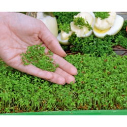 Microgreens - Karse - 1800 frø - Lepidium sativum