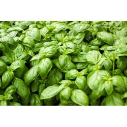 BIO - Bosiljak "Italiano Classico" - certificirano organsko sjeme - 325 sjemenki - Ocimum basilicum  - sjemenke