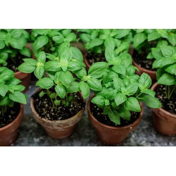 BIO - Bosiljak "Italiano Classico" - certificirano organsko sjeme - 325 sjemenki - Ocimum basilicum  - sjemenke