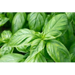 BIO - Bosiljak "Italiano Classico" - certificirano organsko sjeme - 325 sjemenki - Ocimum basilicum  - sjemenke