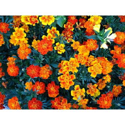 French Marigold - Single flower mix - Tagetes patula - Pest-Repelling, Perfect for Balconies - Fresh Seeds